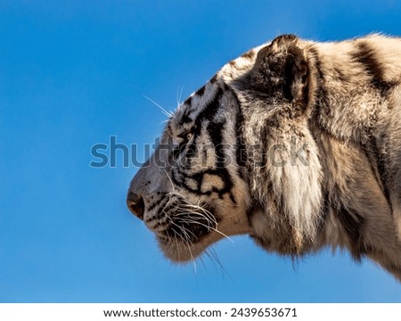 Bengal tiger, lat. Panthera tigris tigris Royalty-Free Stock Photo #2439653671