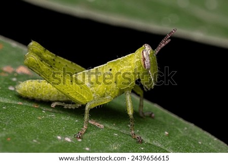 Short-horned Grasshopper Nymph of the Tribe Abracrini Royalty-Free Stock Photo #2439656615