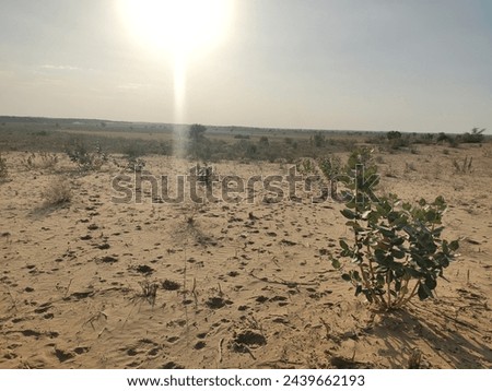 Walking in the middle of an Indian desert, with a little vegetation, trees, desert place, vast, without destination, bright sun, little shade, exploration into the unknown, vacation and tourism