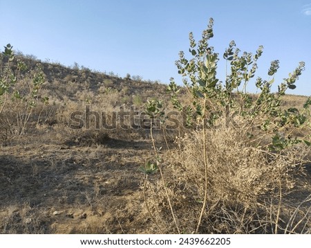 Walking in the middle of an Indian desert, with a little vegetation, trees, desert place, vast, without destination, bright sun, little shade, exploration into the unknown, vacation and tourism