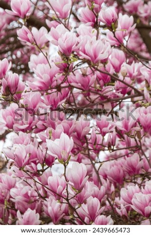 Magnolia tree blooming in Salzburg in spring