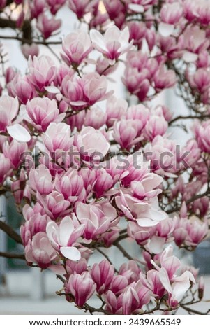 Magnolia tree blooming in Salzburg in spring