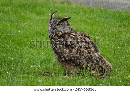 Eagle owl with distinctive ear tufts standing in the grass at falconry center. Magnificent bird of prey with big orange eyes watching the surroundings. Amazing experience to see and meet wild birds. Royalty-Free Stock Photo #2439668365