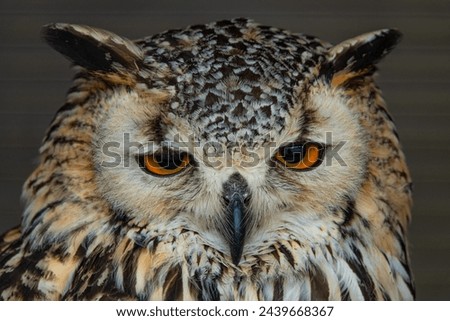 CLOSE UP, PORTRAIT: Stoic stare of a beautiful Eurasian eagle owl with big orange eyes and distinctive ear tufts. An incredible experience in the falconry center and seeing a magnificent bird of prey. Royalty-Free Stock Photo #2439668367
