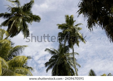 Coconut Trees on Seychelles Island