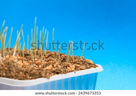 Seedlings sprouting in a tray. Background with selective focus and copy space for text