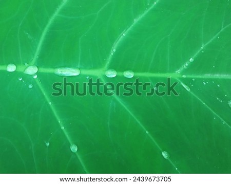 Taro is a root crop that is popular in many cultures around the world. Taro leaves have distinctive morphological features. Royalty-Free Stock Photo #2439673705