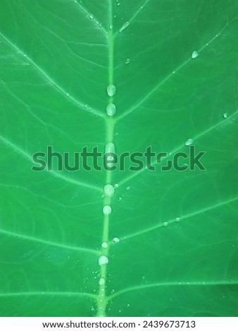 Taro is a root crop that is popular in many cultures around the world. Taro leaves have distinctive morphological features. Royalty-Free Stock Photo #2439673713