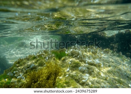 Algae rock underwater green reflection. High quality photo