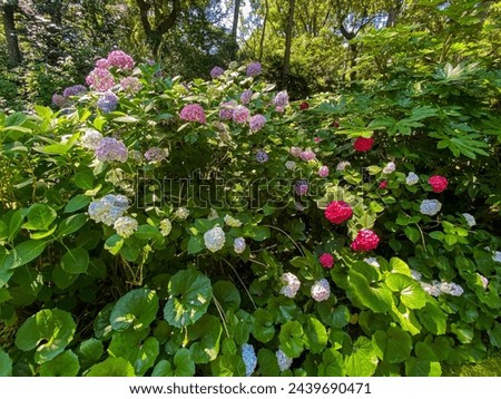 Vibrant hydrangea bushes with a mix of pink and blue flowers in a lush garden setting. Summer gardening and horticulture concept for design and print.