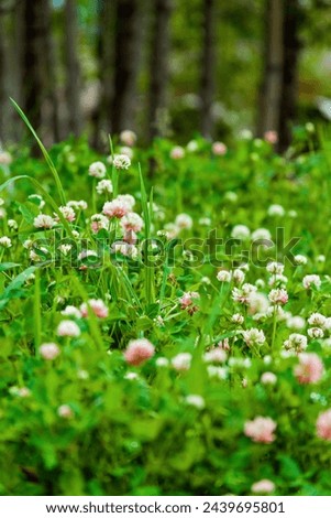 Wild pink clover blossoms blooming in a forest meadow in Copper Mountain in the Colorado Rocky Mountains in summer Royalty-Free Stock Photo #2439695801