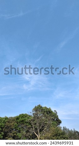 background of a bright blue sky in summer, with trees and natural nuances