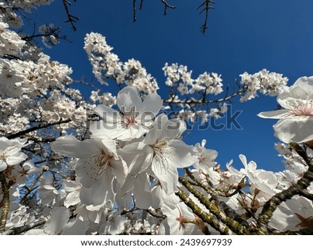 Beautiful flowers on tree blooming in spring. Seattle USA