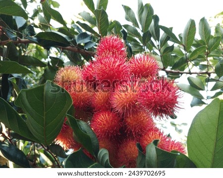 rambutan, a tropical fruit with red hairy shell and sweet white flesh around white seed.