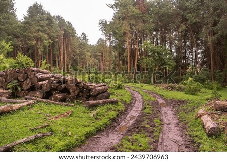 Pine forest. Pile of felled wood logs, lumber industry. Reforestation