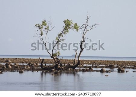 Beautiful mangrove plants with a background of low tide, sea and blue sky