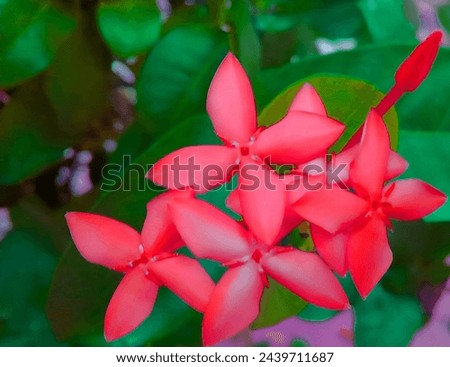 Flowers image and natural looking So beautiful