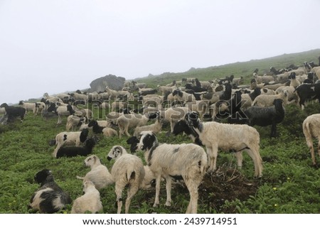A herd of sheep. Farmers in the Himalayan region of Nepal keep sheep. In recent times, the sheep herd has disappeared. Young people are employed abroad, and because of the city center, the sheep herds