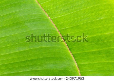 Close up green color banana leaf texture background