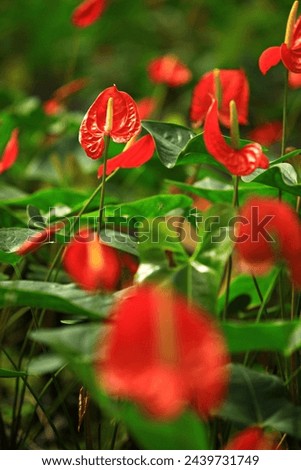 Anthurium andraeanum (Flamingo Flower) Blooms in wild tropical areas in spring to summer  Royalty-Free Stock Photo #2439731749