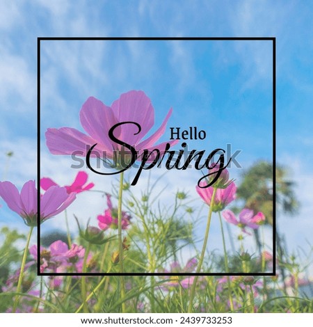 hello spring text sign, beautiful pink tulips on white rustic wooden background flat lay. flowers in soft morning sunlight with space for text.hello spring.