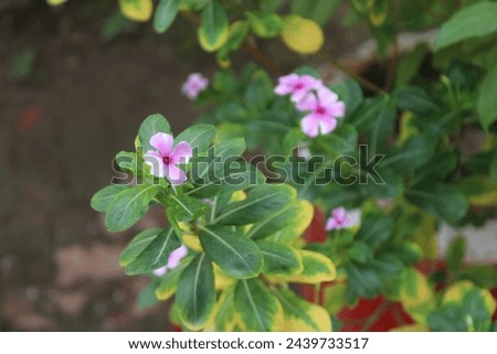 Flower shot outdoor photography in garden