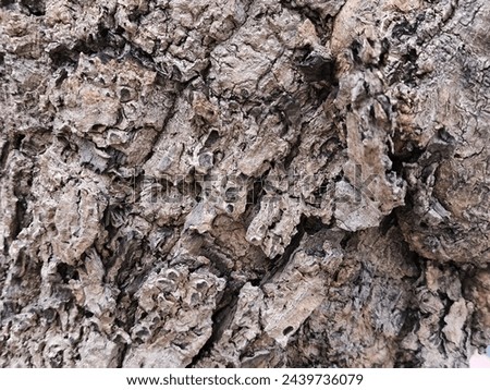 Bark pattern is seamless texture from tree. For background wood work, Bark of brown hardwood, thick bark hardwood, residential house wood. nature, trunk, tree, bark, hardwood, trunk, tree, trunk Royalty-Free Stock Photo #2439736079