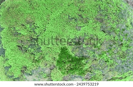 Leaf mosses or true mosses are plants belonging to the Bryophyta sensu stricto or Musci division, which are non-vascular plants and spore plants. Royalty-Free Stock Photo #2439753219
