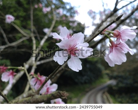 The view of beautiful cherry  blossom in Jinguashi near Jiufen in New Taipei City in Taiwan
