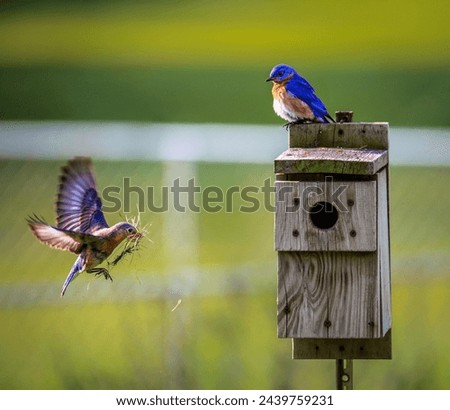 Birds, with their boundless grace and captivating diversity, paint the skies with their vibrant presence. Imagine a scene where a kaleidoscope of avian life fills the air, each species adding  Royalty-Free Stock Photo #2439759231