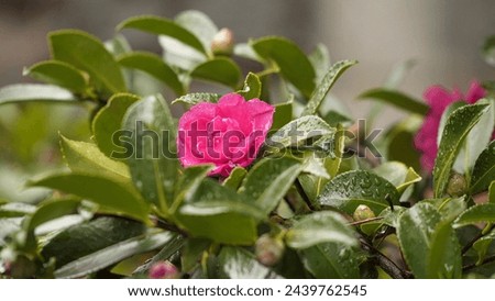 A bush of flowering camellia in the rain. There are raindrops on the leaves