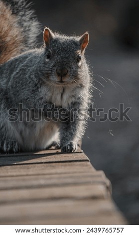 Animals Images Pictures Mammal Rodent Rat Squirrel