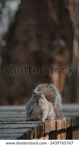 Animals Images Pictures Mammal Rodent Rat Squirrel