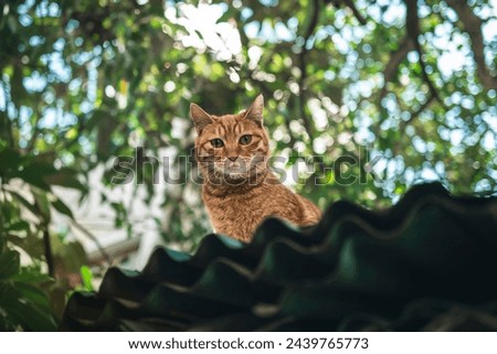 Pet Mammal Kitten Images Pictures Vegetation