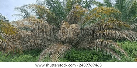 This picture is of an oil palm tree that is not being looked after by the farmer. Palm trees that lack fertilizer and care will turn yellow and be unproductive.