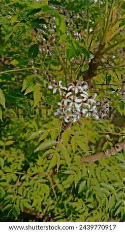 A beautiful picture of village tree and tree flowers. picture of tree