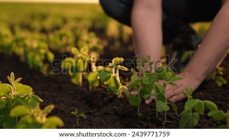 Green soybean seedlings sunset beautiful amazing picture speaks agriculture enormous work farmer puts into business. field farm rows green soybeans stretch wide, each result careful work tending.