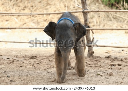 Newborn baby elephants are playing in the barn.
