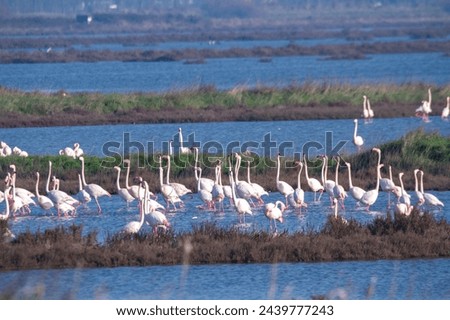 flamingo bird that lives on the beaches and marshes of europe po delta regional park italy