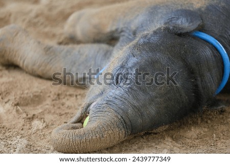 Baby elephant is sleeping and resting