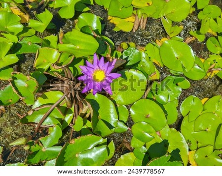 blooming Lotus flower on Green blurred background.Colorful water lily or lotus flower Attraction in the pond .