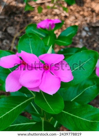 Stunning close-up of colourful Catharanthus roseus(Madagascar periwinkle)flower with leaves and details ultrahd hi-res jpg stock image photo picture selective focus vertical background top ankle view 