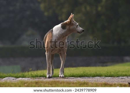 A profile picture of a stray dog, a beautiful look. The photograph was taken in New Delhi, India 