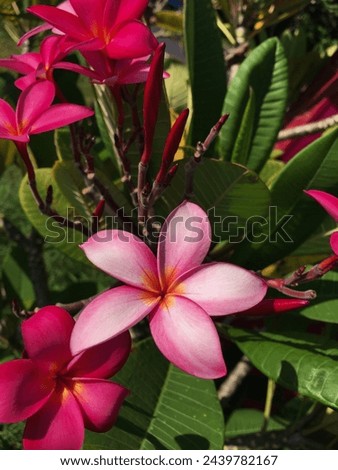 Closeup picture of beautiful pink flowers beauty in nature jasmine, 
	
