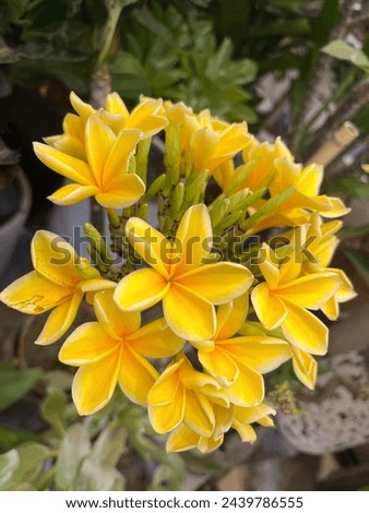 Closeup picture of beautiful yellow flowers beauty in nature jasmine, 

