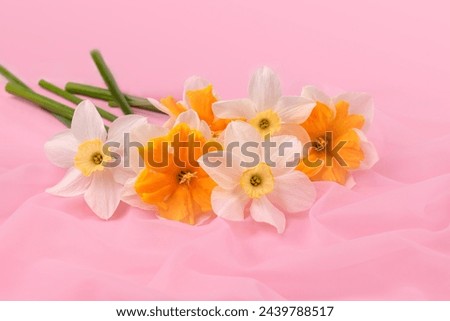 Bunch of yellow and white daffodils on a pink background, holiday spring greeting card. copy space