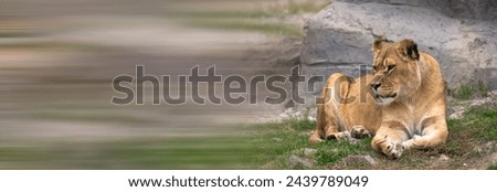 Majestic Repose: The Lying Tiger Royalty-Free Stock Photo #2439789049
