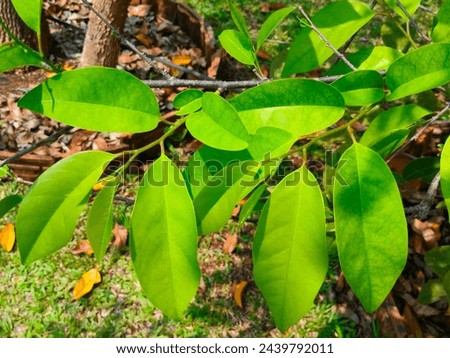 Stunning close-up of green leaves of Annona Glabra(Pond apple, Alligator apple,Swamp apple,corkwood) tree ultra hd hi-res jpg stock image photo picture selective focus horizontal background top view 