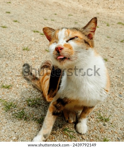 Calico cat stratching her head