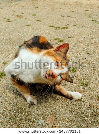 Calico cat stratching her head